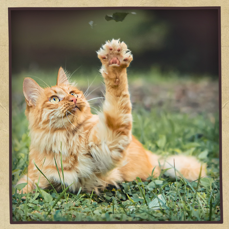 Complete Cat with Classic Whole Grains & Real Chicken