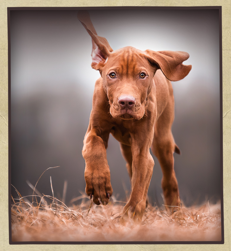 Complete Puppy with Classic Whole Grains & Real Chicken