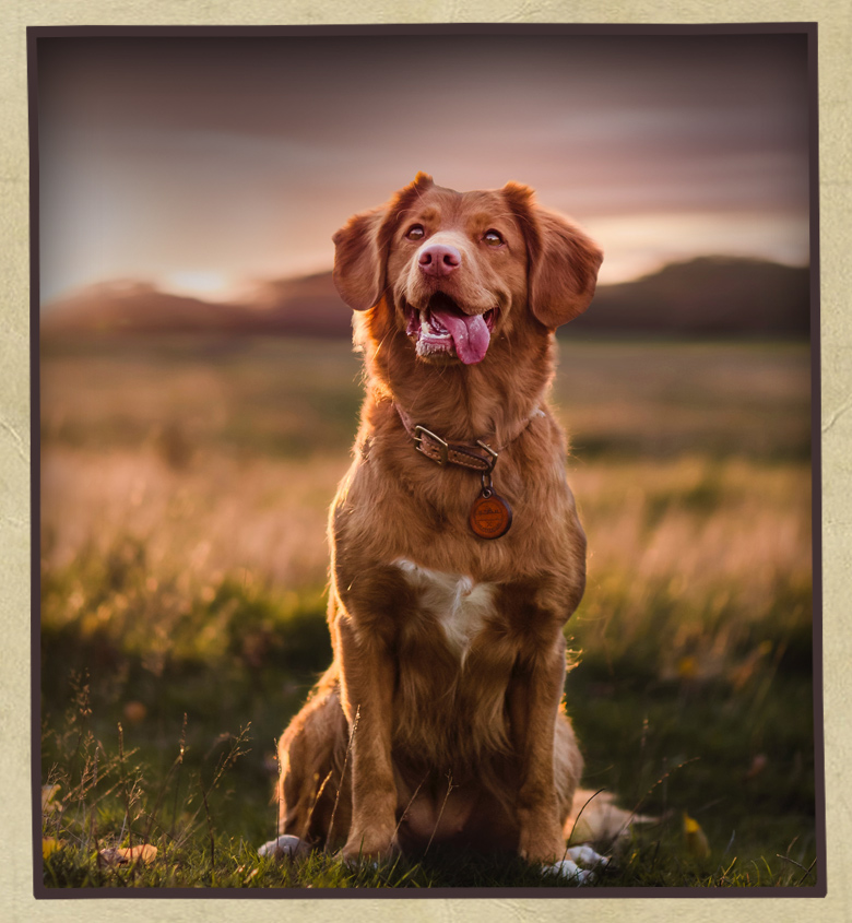 High Energy Dog with Classic Whole Grains & Real Chicken